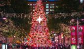 The Martin Place Christmas tree illuminated by lights