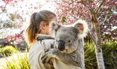 Friendly koala at Symbio Wildlife Park, Helensburgh in the Illawarra region