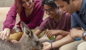 Family feeding a wallaby at Featherdale Wildlife Park, Doonside in Sydney's west