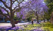 Jacaranda's in Paddington