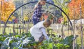 Vegetable patch in Cross Park in Lower Macdonald