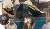 Seal show at Sydney Taronga Zoo