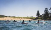 Dolphins swimming at Avalon Beach, Northern Beaches