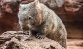 Ringo the Wombat at Wild Life Sydney Zoo, Darling Harbour