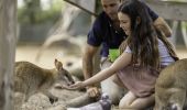 Young girl feeding a wallaby at Featherdale Wildlife Park in Sydney's west, Doonside