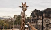 Resident giraffes at Taronga Zoo, Mosman in Sydney North
