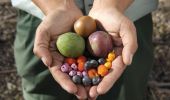 Aboriginal Bush Tucker Tour at The Royal Botanic Garden,  Sydney City