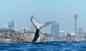 humpback whale fluke up dive close to Sydney Coast