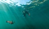 Snorkelling at Shelly Beach