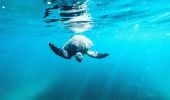 Sea turtles and other wildlife spotted in the waters , Snorkelling Shelly Beach, Manly