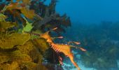 Seadragon under the water, Weedy Seadragon, Kurnell
