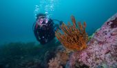 Diver exploring soft coral reefs, Scuba Diving, Kurnell
