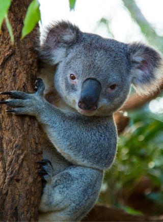 Native koala at WILD LIFE Sydney Zoo at Darling Harbour in Sydney