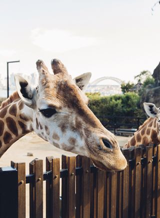 Curious giraffes at Taronga Zoo in Mosman, Sydney