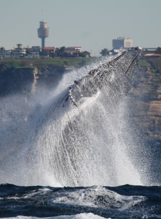 Whale Watching in Sydney 