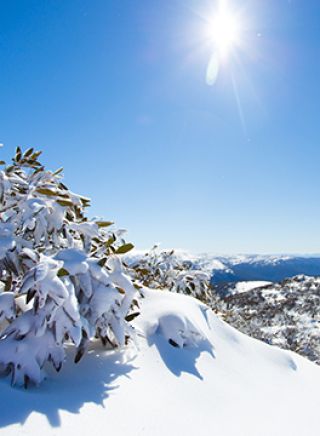  Gum leaves in Perisher, Snowy Mountains