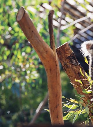 Cute Koala in Sydney's Taronga Zoo