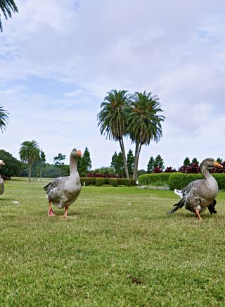 Resident ducks waddling across the lawns in Centennial Parklands, Moore Park