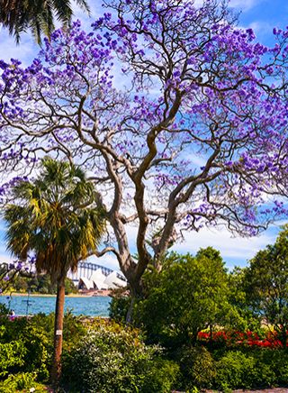 Jacarandas in the Royal Botanic Garden