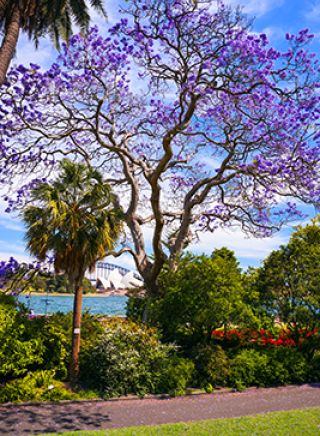 Jacarandas in the Royal Botanic Garden - Sydney
