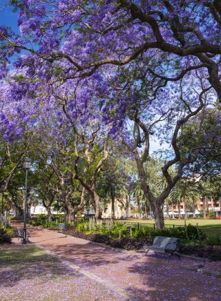 Jacaranda trees in full bloom in Prince Alfred Square in Parramatta, Sydney West