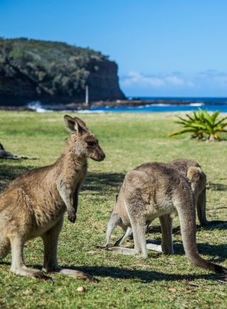 Kangaroos grazing at Pebbly Beach in Murramarang National Park, South Coast