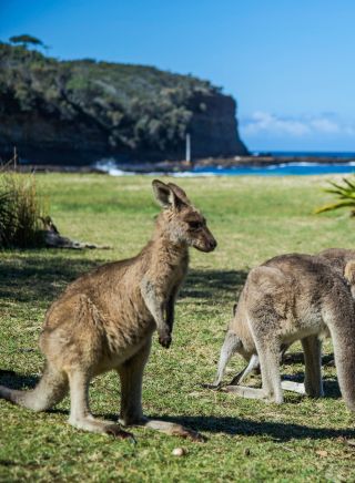 Kangaroos grazing at Pebbly Beach in Murramarang National Park, South Coast