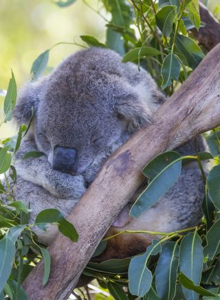 Close up of Koala in tree at the Port Macquarie Koala Hospital