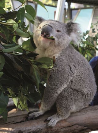 Koala Encounter at Taronga Zoo, Sydney