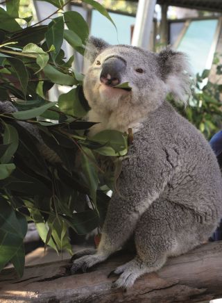 Koala Encounter at Taronga Zoo, Sydney