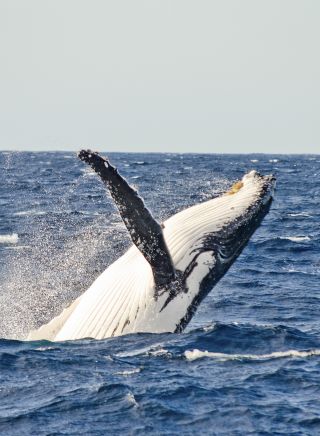 Spot a Whale near Sydney Harbour
