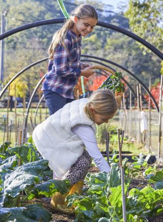 Vegetable patch in Cross Park in Lower Macdonald