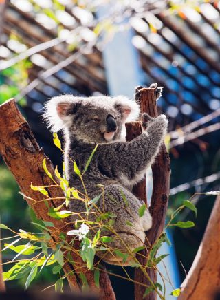 Cuddly koala resting in its tree at Taronga Zoo, Sydney