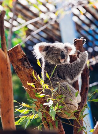 Cuddly koala resting in its tree at Taronga Zoo, Sydney