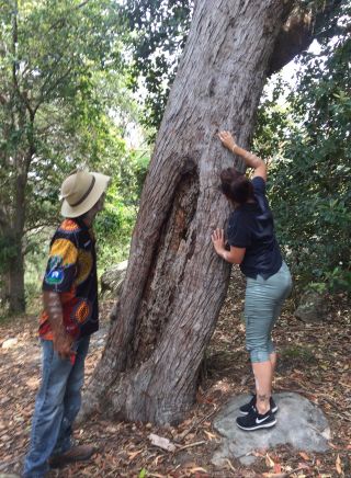 Visitor learning about Aboriginal scar tree with Guringai Aboriginal Tours, Sydney North