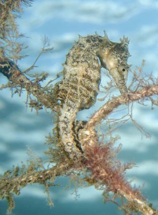 White Seahorse at Chowder Bay. Image Credit: Jayne Jenkins