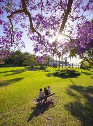 Jacaranda trees in full bloom in Milson Park, Kirribilli