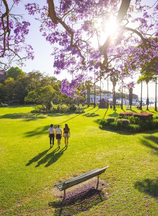 Jacaranda trees in full bloom in Milson Park, Kirribilli