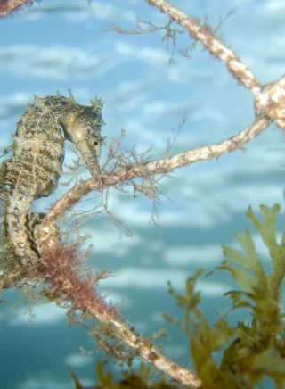 White Seahorse at Chowder Bay. Image Credit: Jayne Jenkins