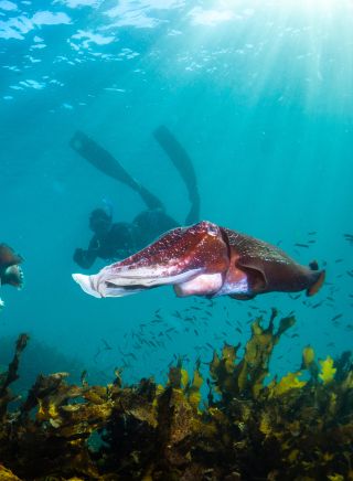 Giant cuttlefish and snorkeler at Shelly Beach - Credit: Pete McGee