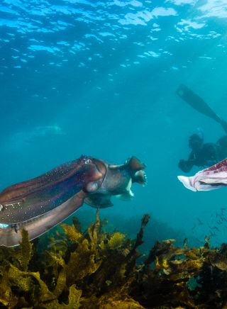 Giant cuttlefish and snorkeler at Shelly Beach - Credit: Pete McGee