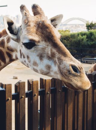タロンガ動物園