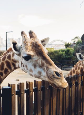 Taronga Zoo