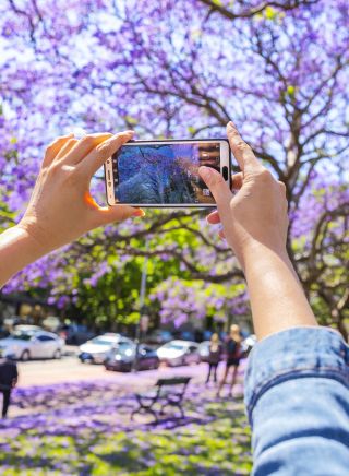 Person taking photos of the jacaranda trees along Oxford Street, Paddington