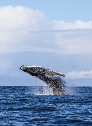 Humpback whale spotted breaching the waters in Jervis Bay during a swimming with whales tour with Dive Jervis Bay