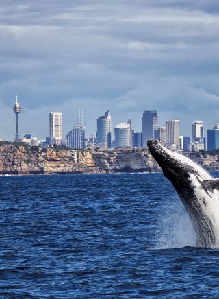 Whale watching in Sydney