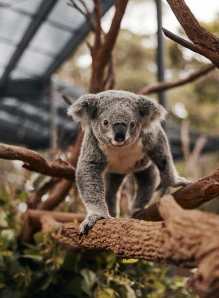 Resident koala at Taronga Zoo, Mosman