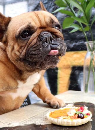 Dog treats at Honkas Bar & Eats, Potts Point