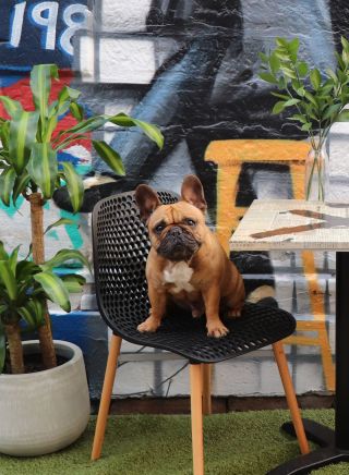 Dog enjoying treats at Honkas Bar & Eats, Potts Point 