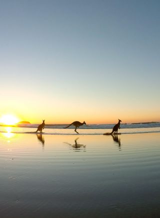 Kangaroos at Emerald Beach during sunrise, Coffs Coast